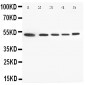 Anti-Annexin VII Antibody